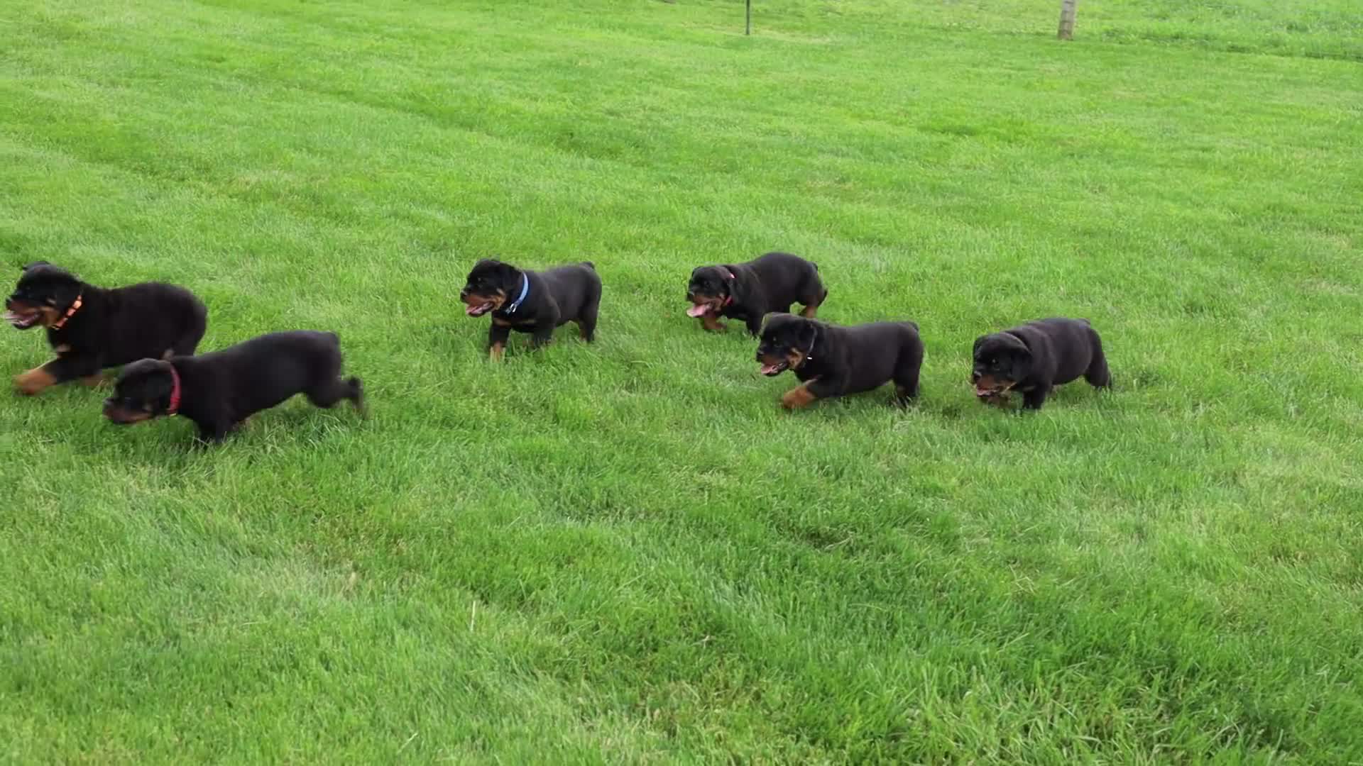 Rottweiler dogs for sale: Roxy - Video 1