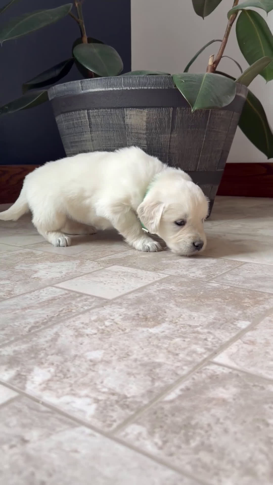 Golden Retriever dogs for sale: Bonnie - Video 1