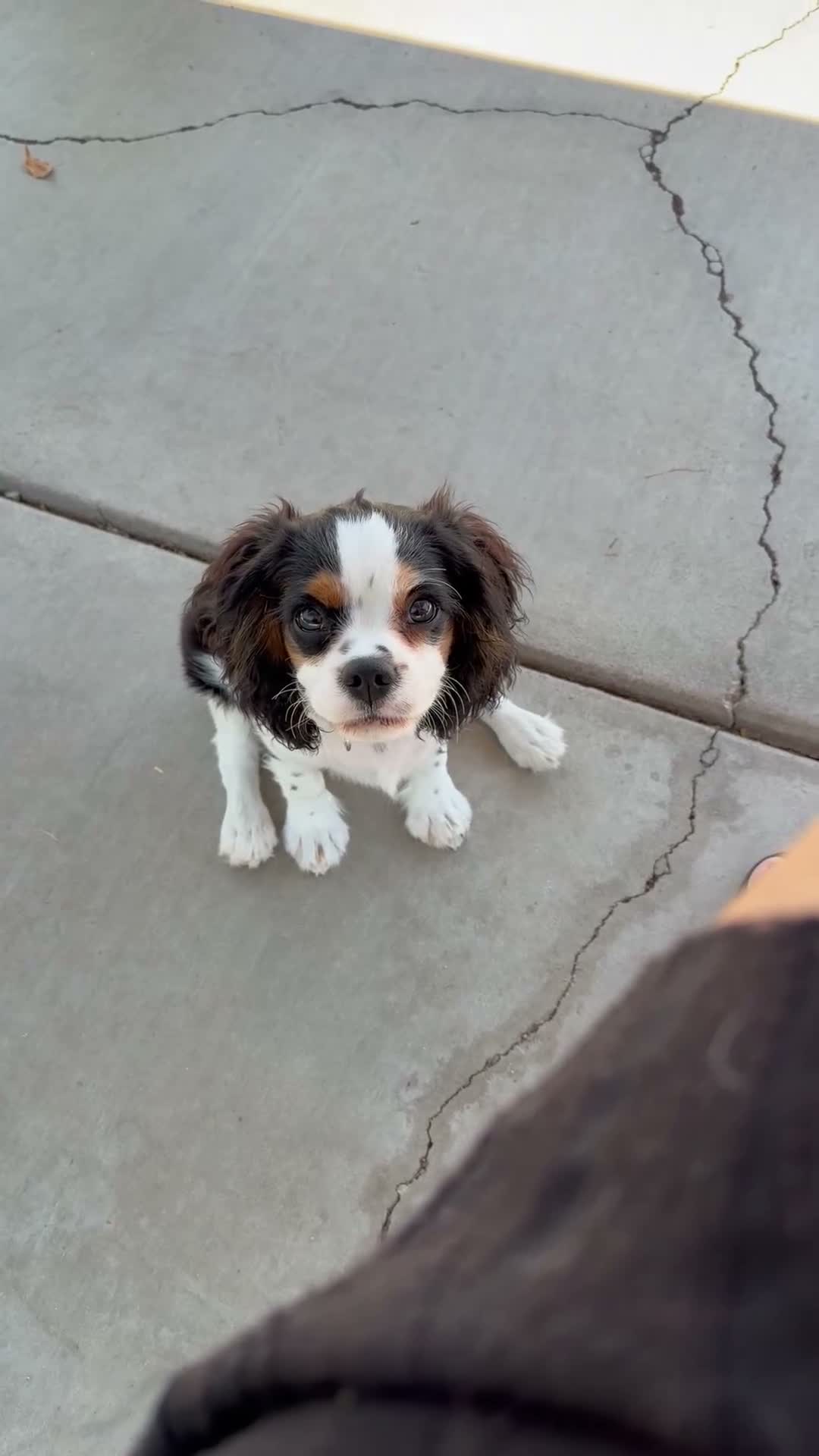 Cavalier King Charles Spaniel dogs for sale: Cavalier King Charles Spaniel - Video 1