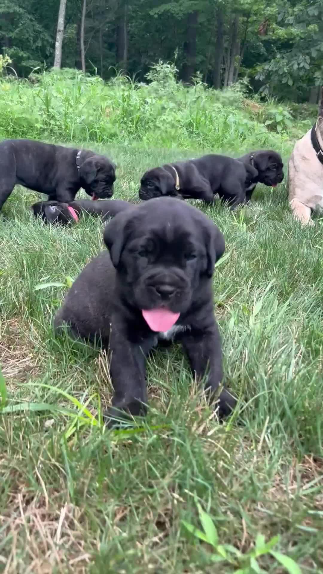 Cane Corso dogs for sale: Max - Video 1