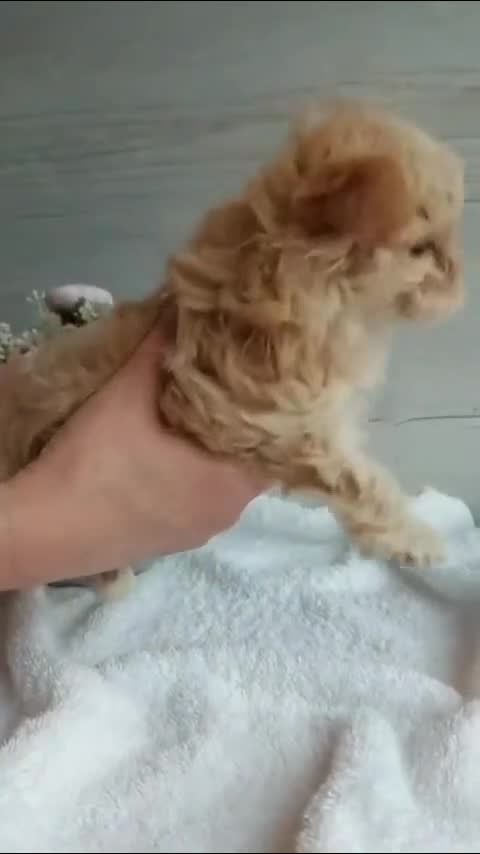 Maltipoo dogs for sale: Michelle - Video 1