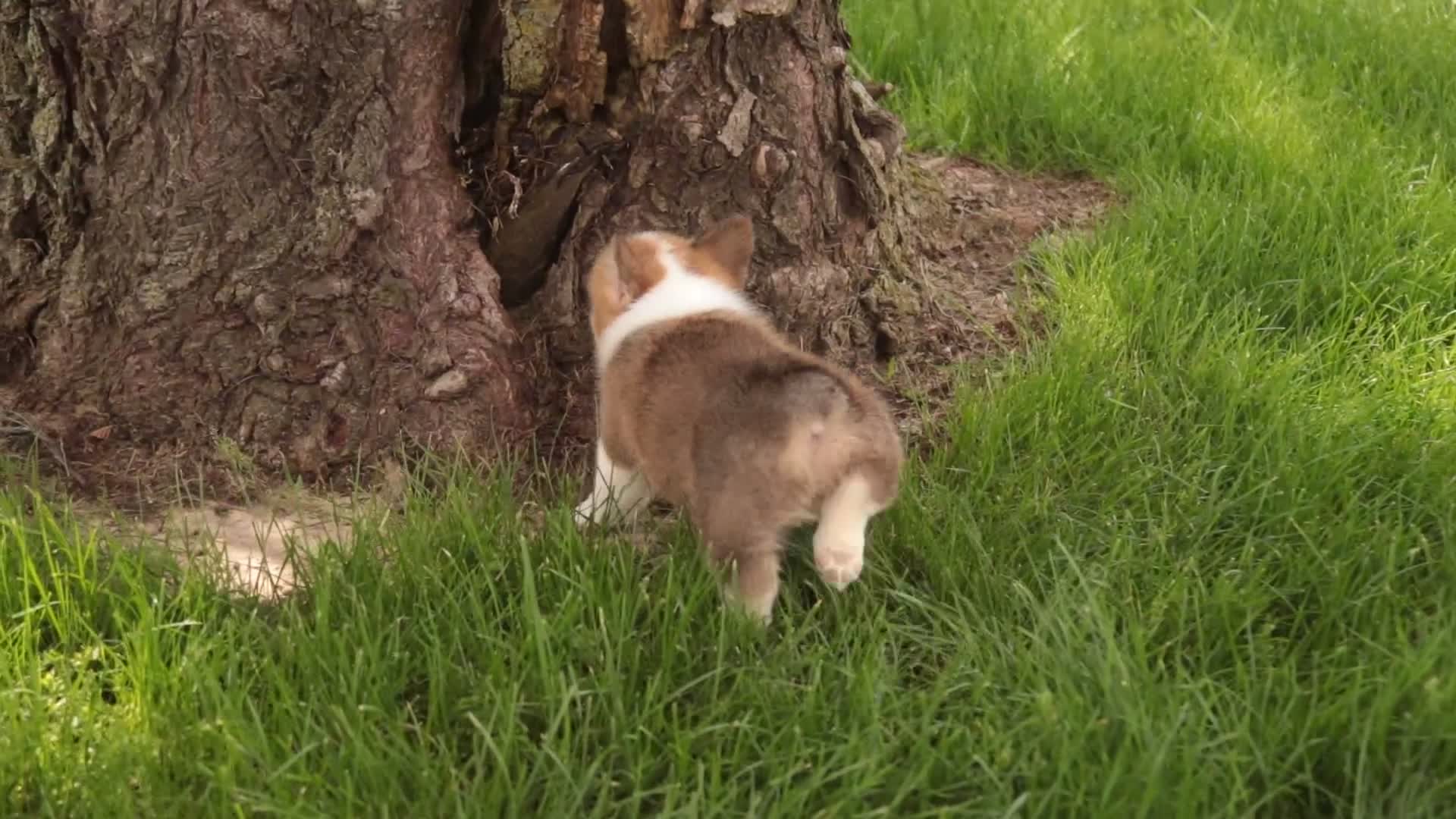 Welsh Corgi Pembroke dogs for sale: Zoe - Video 1