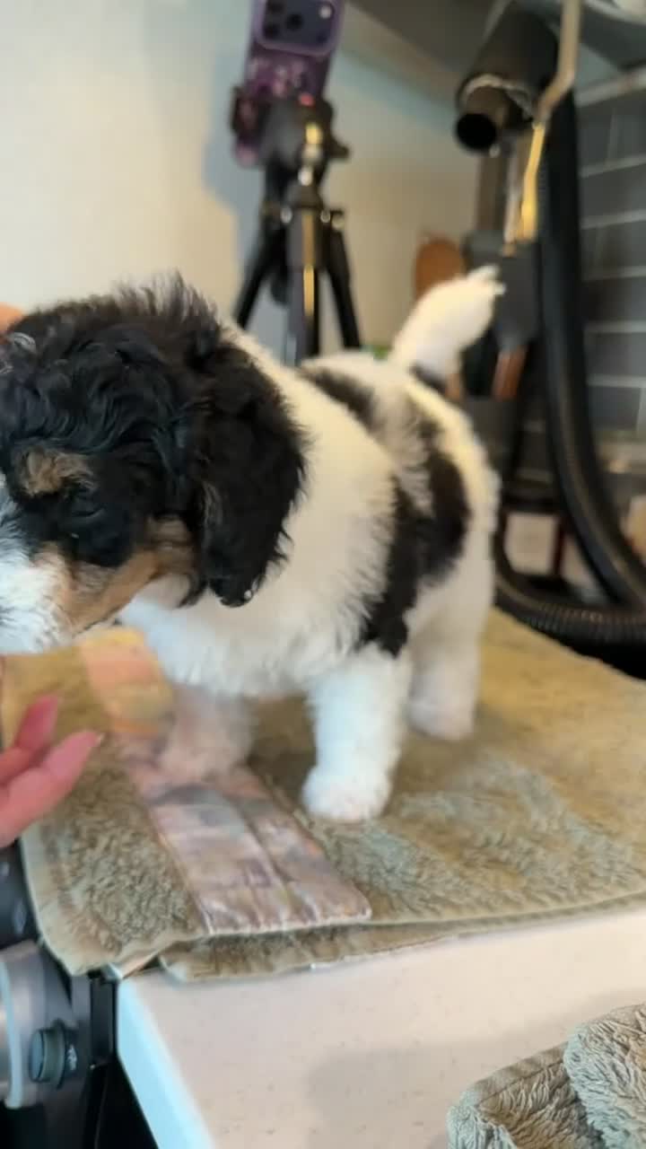 Miniature Poodle dogs for sale: Miniature Poodle Green - Video 1