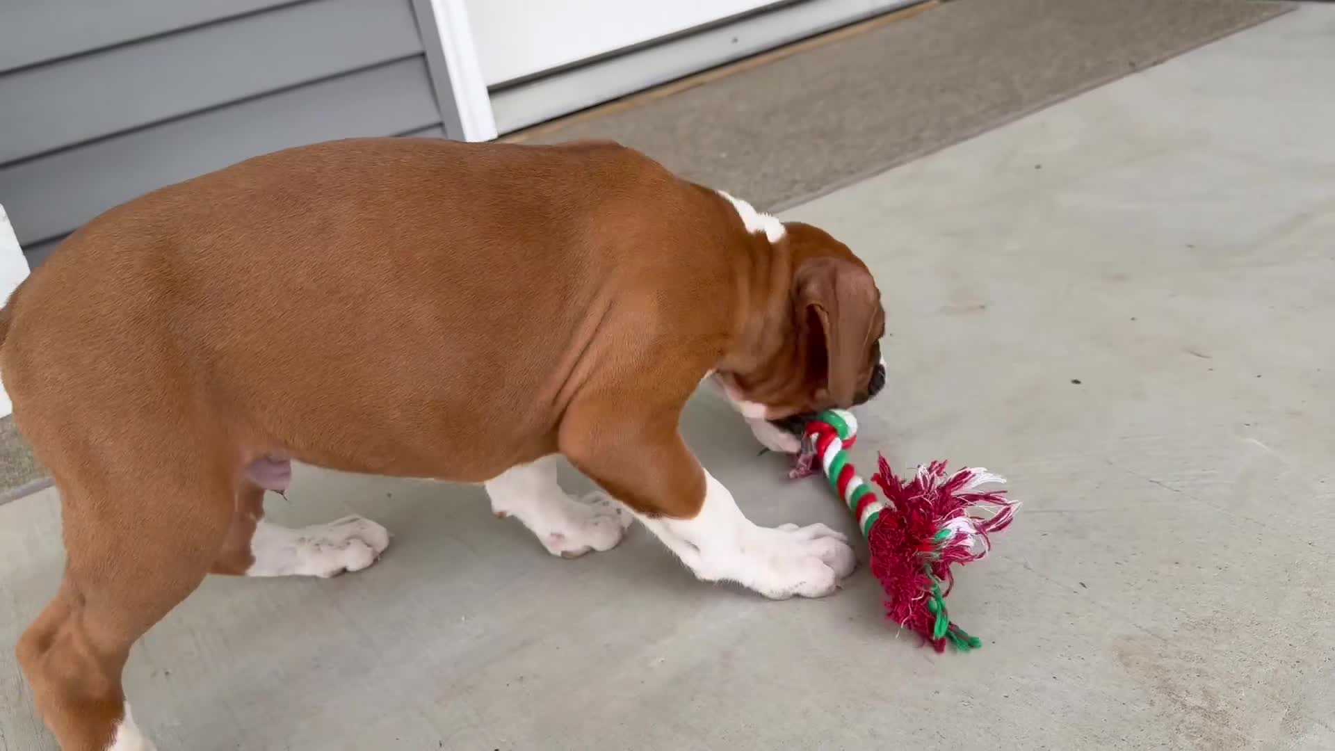 Boxer dogs for sale: Champ  - Video 1