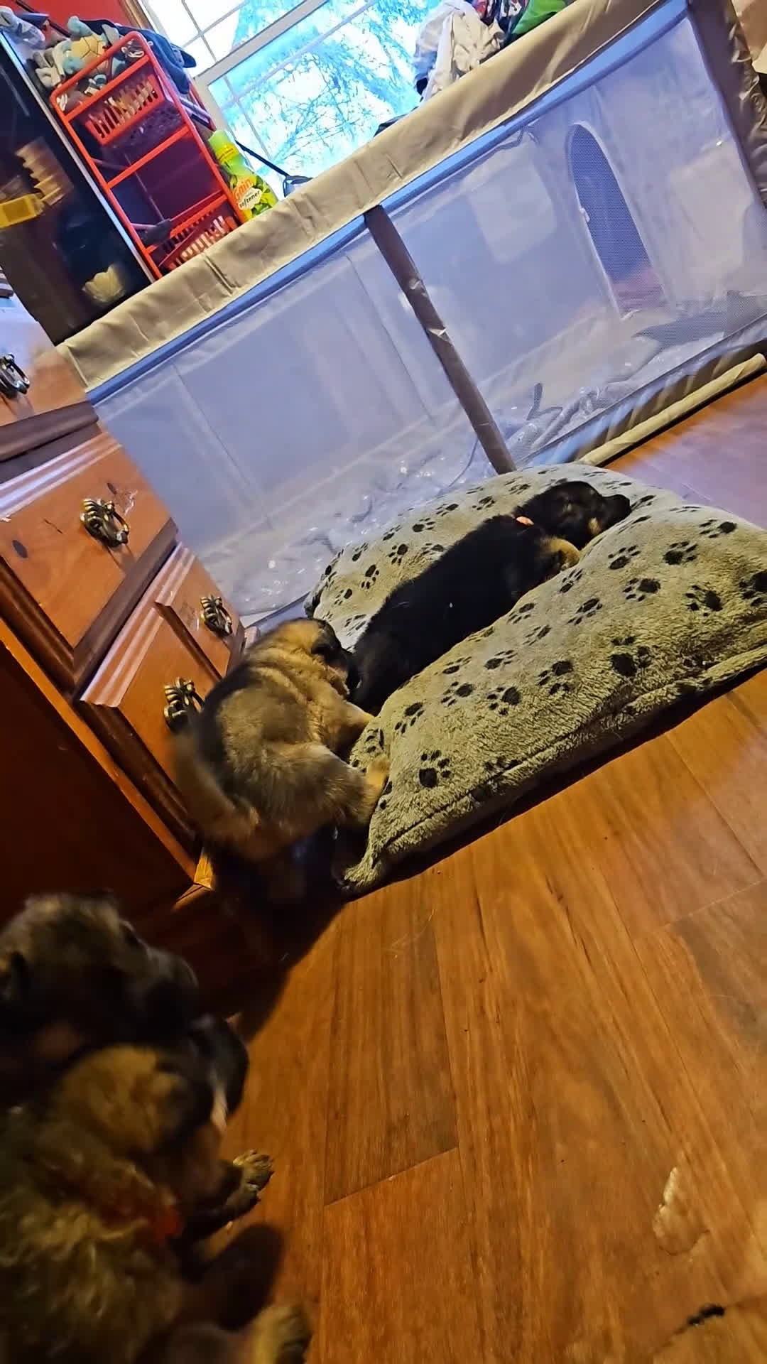 German Shepherd dogs for sale: Midnight - Video 1