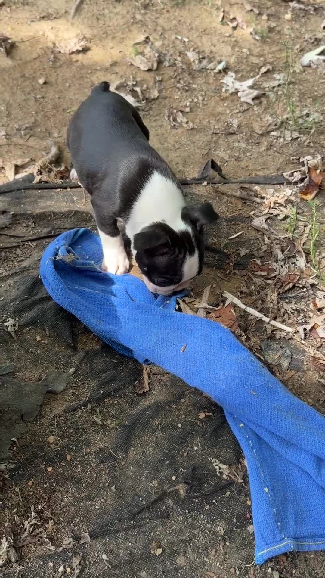 Boston Terrier dogs for sale: Boston Terrier Boy - Video 1
