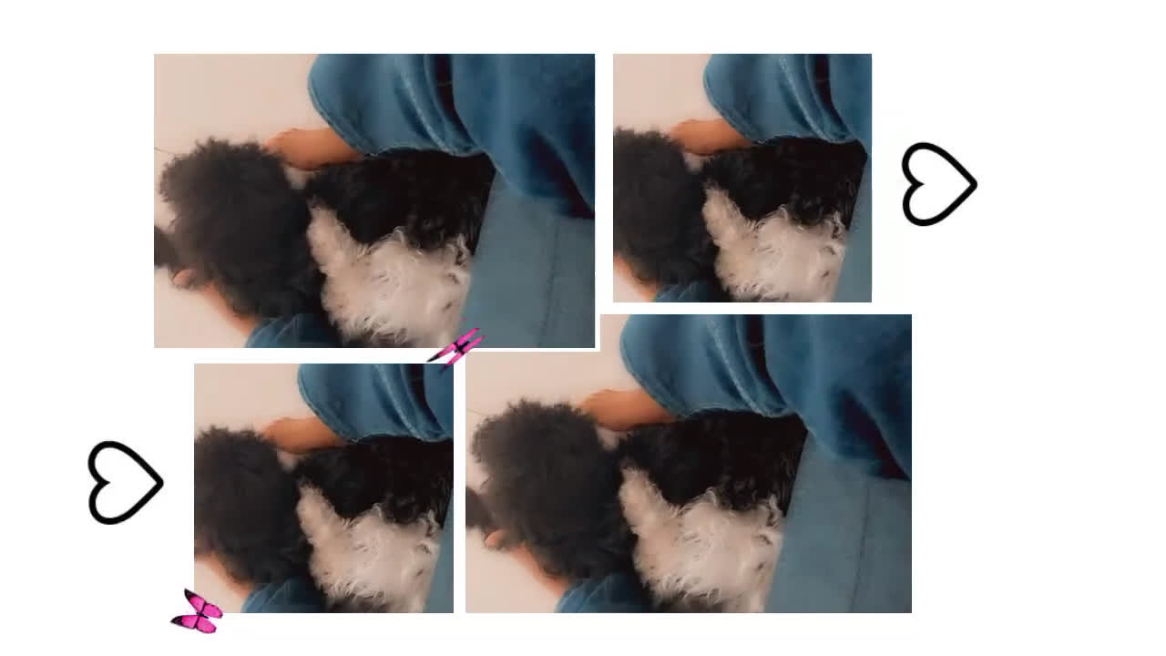 Shihpoo dogs for sale: Shihpoo Puppy 4 - Video 1