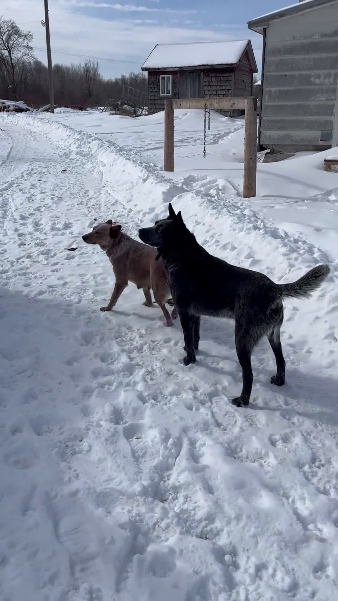 Australian Cattle Dog dogs for sale: Freddie - Video 2