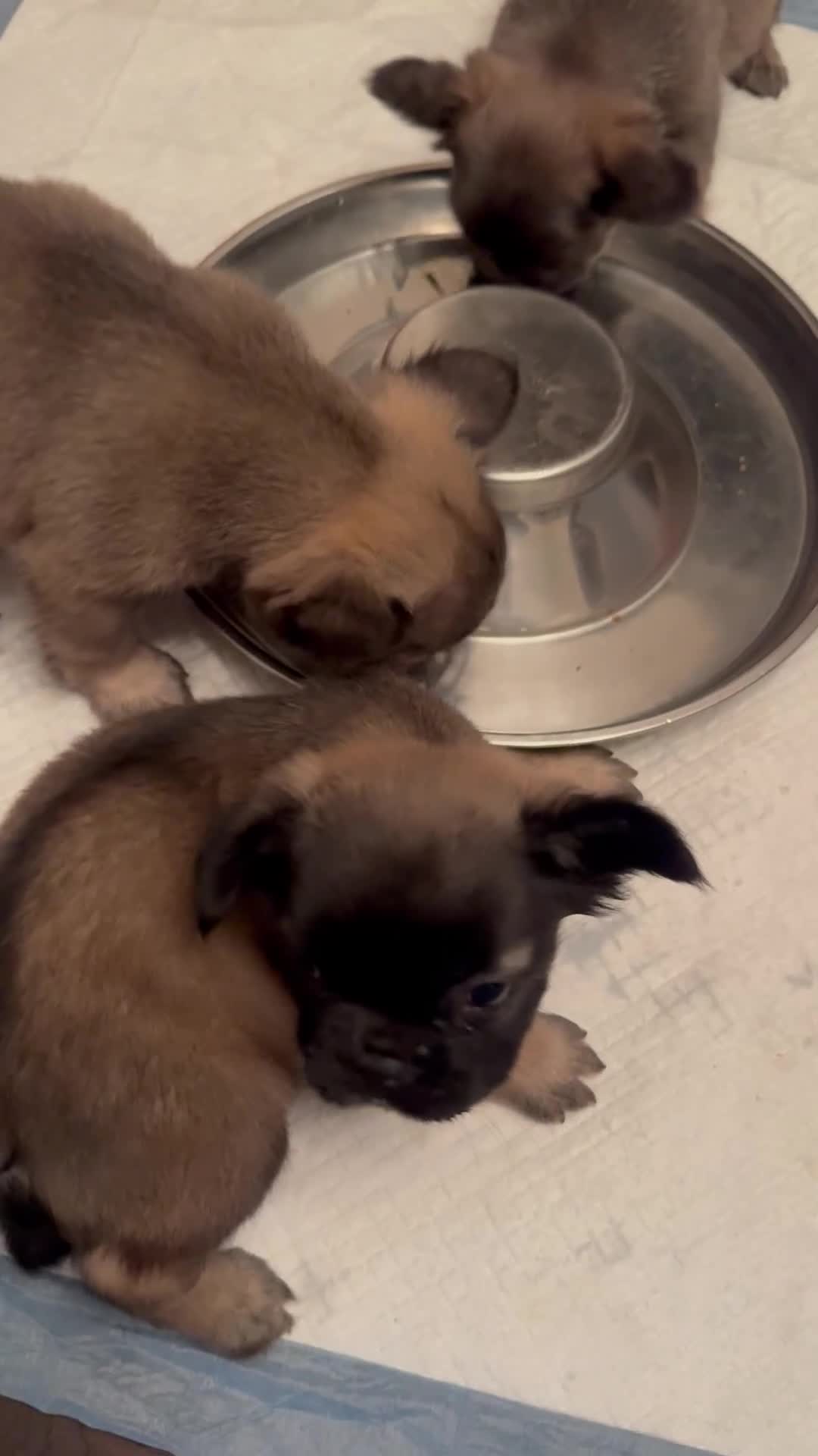 French Bulldog dogs for sale: French Bulldog 1 - Video 1