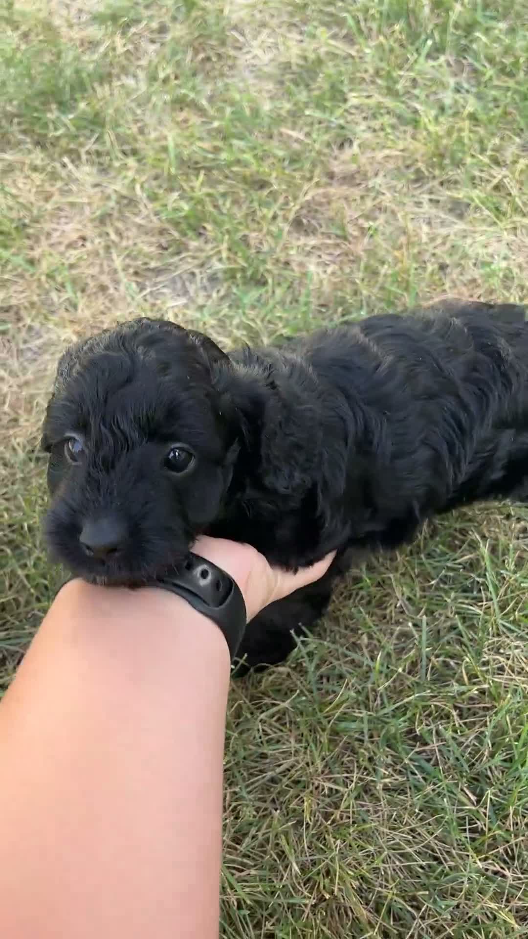 Cavapoo dogs for sale: Faith - Video 1
