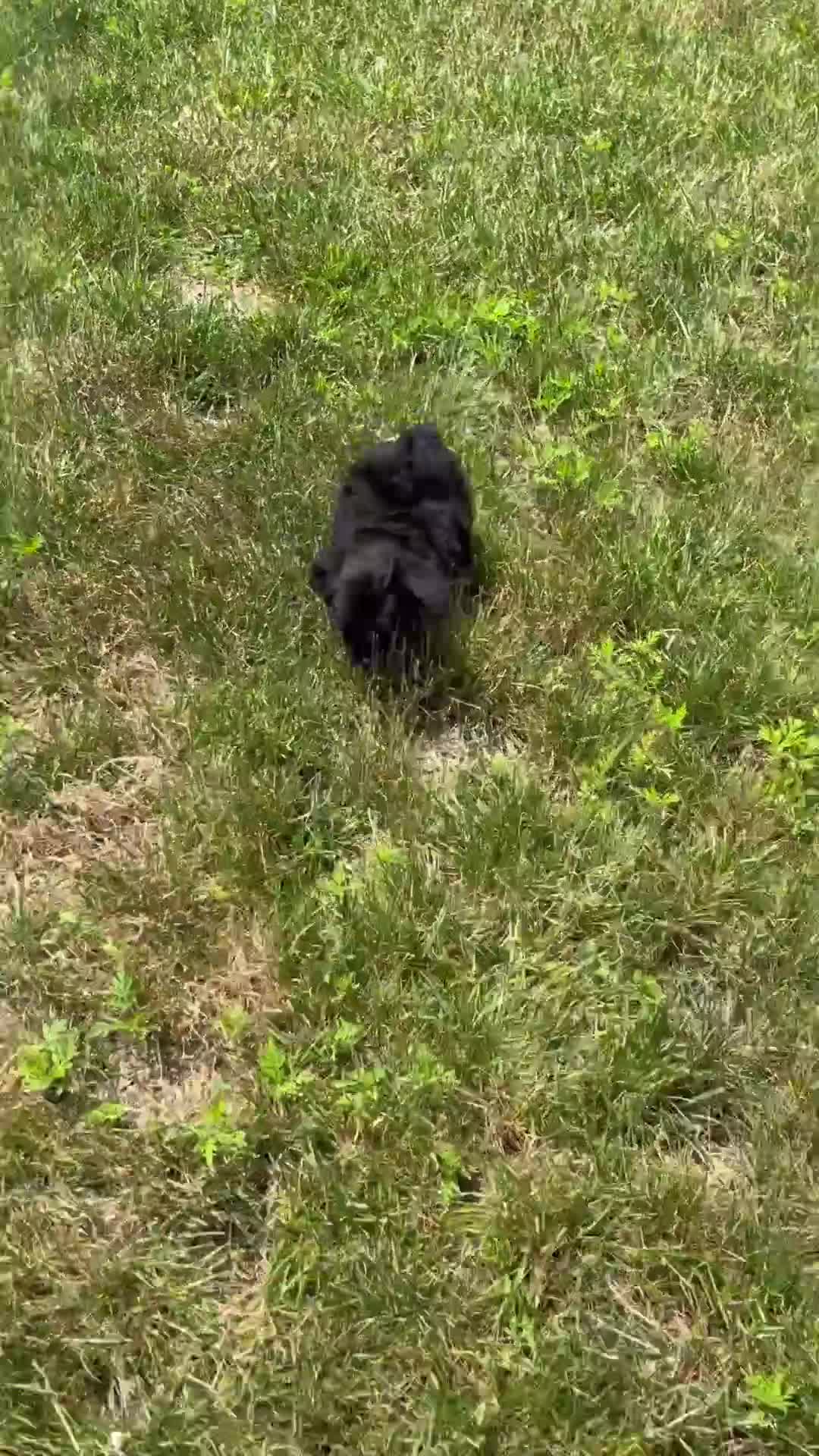 Yorkiepoo dogs for sale: Tonya - Video 1