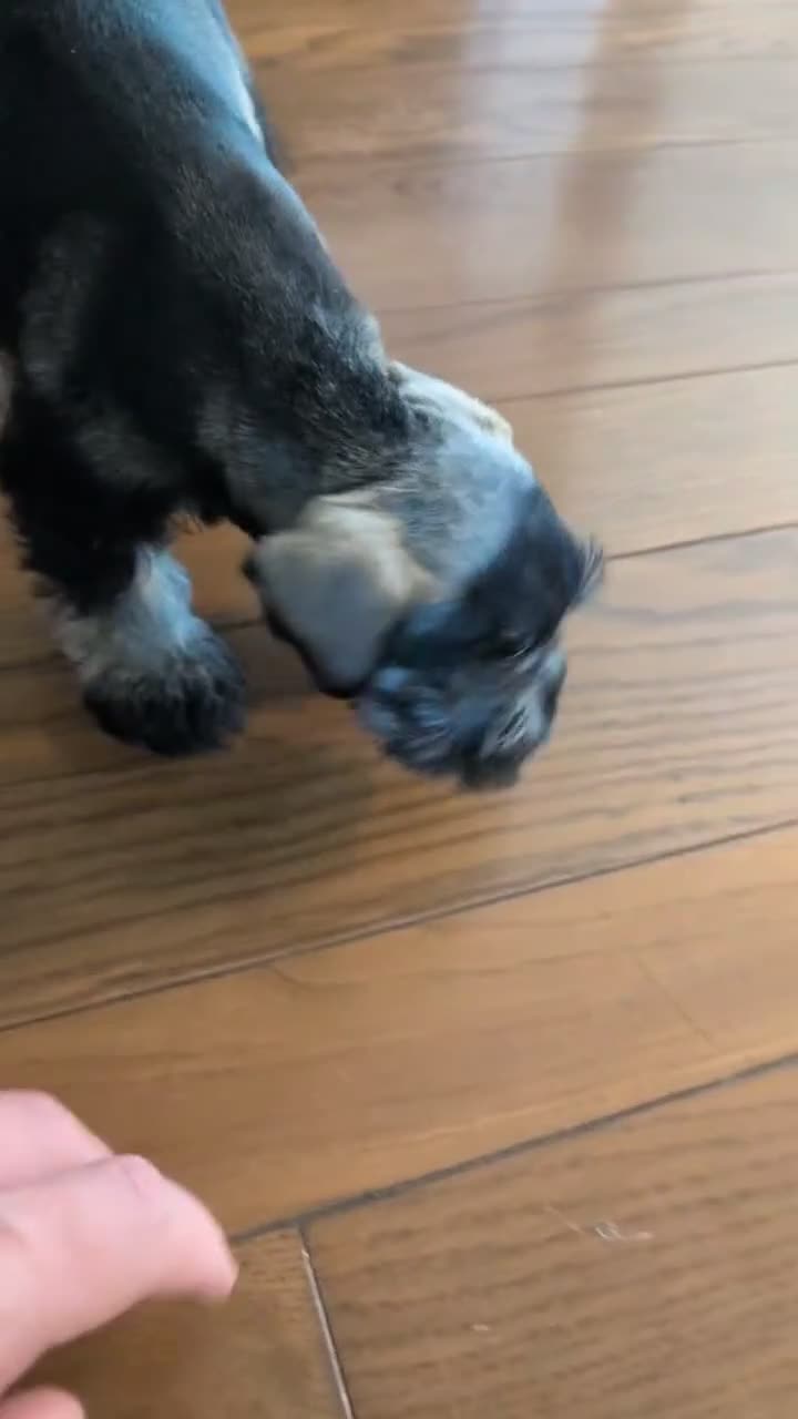 Miniature Schnauzer dogs for sale: Cleo - Video 1