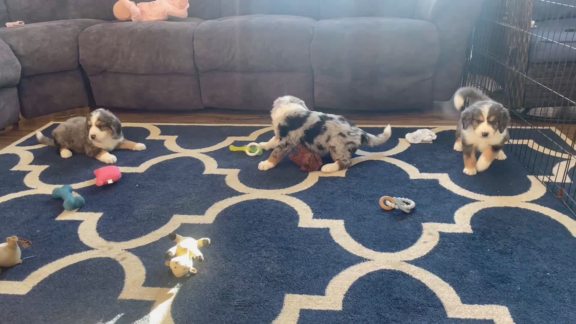 Bernedoodle dogs for sale: Ms. Vivian - Video 1