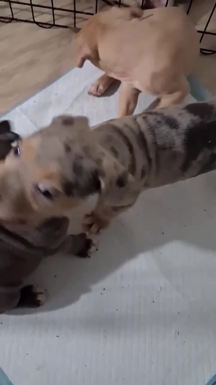 American Bully dogs for sale: Rose - Video 1