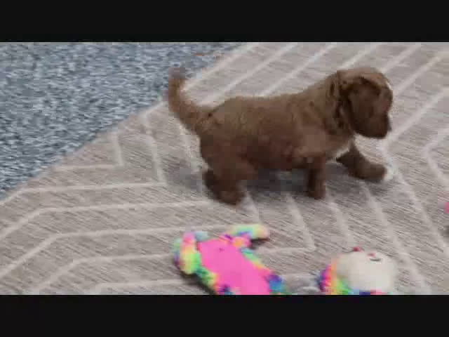 Mini Goldendoodle dogs for sale: Bella - Video 1