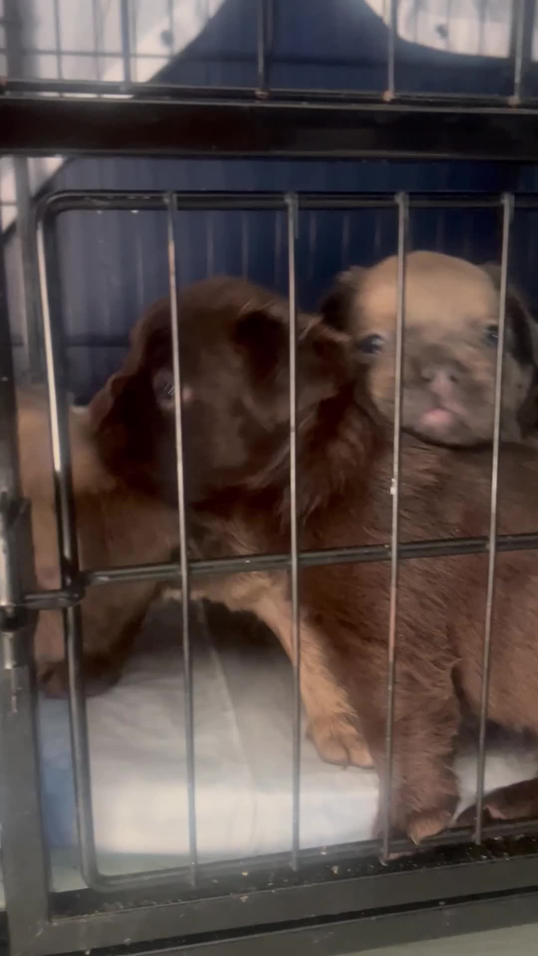 French Bulldog dogs for sale: French Bulldog 1 male  - Video 2