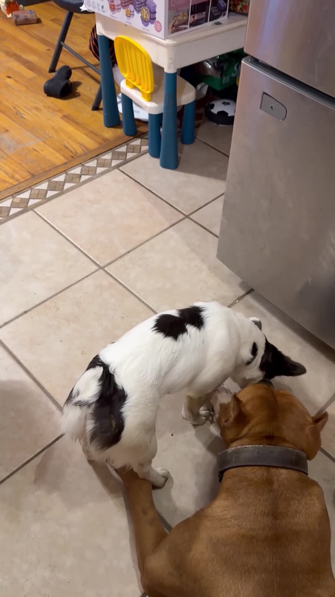 French Bulldog dogs for sale: Lulu - Video 1