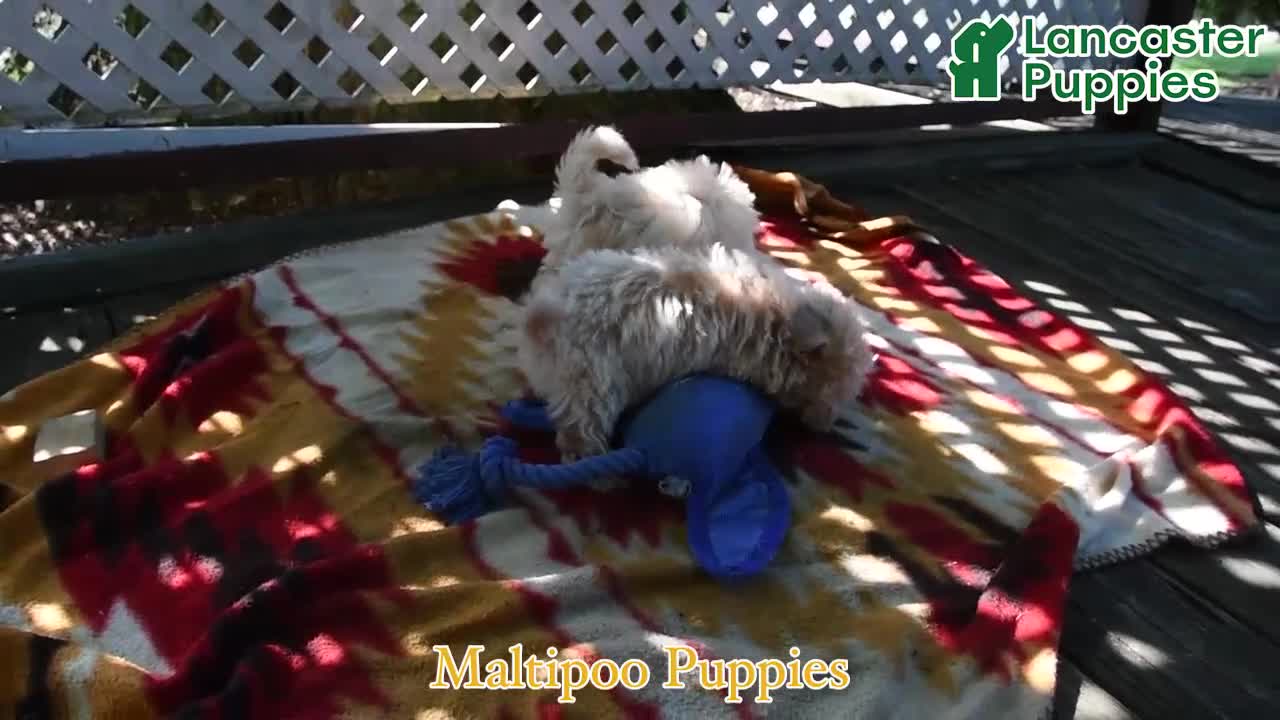 Maltipoo dogs for sale: Sofia - Video 1