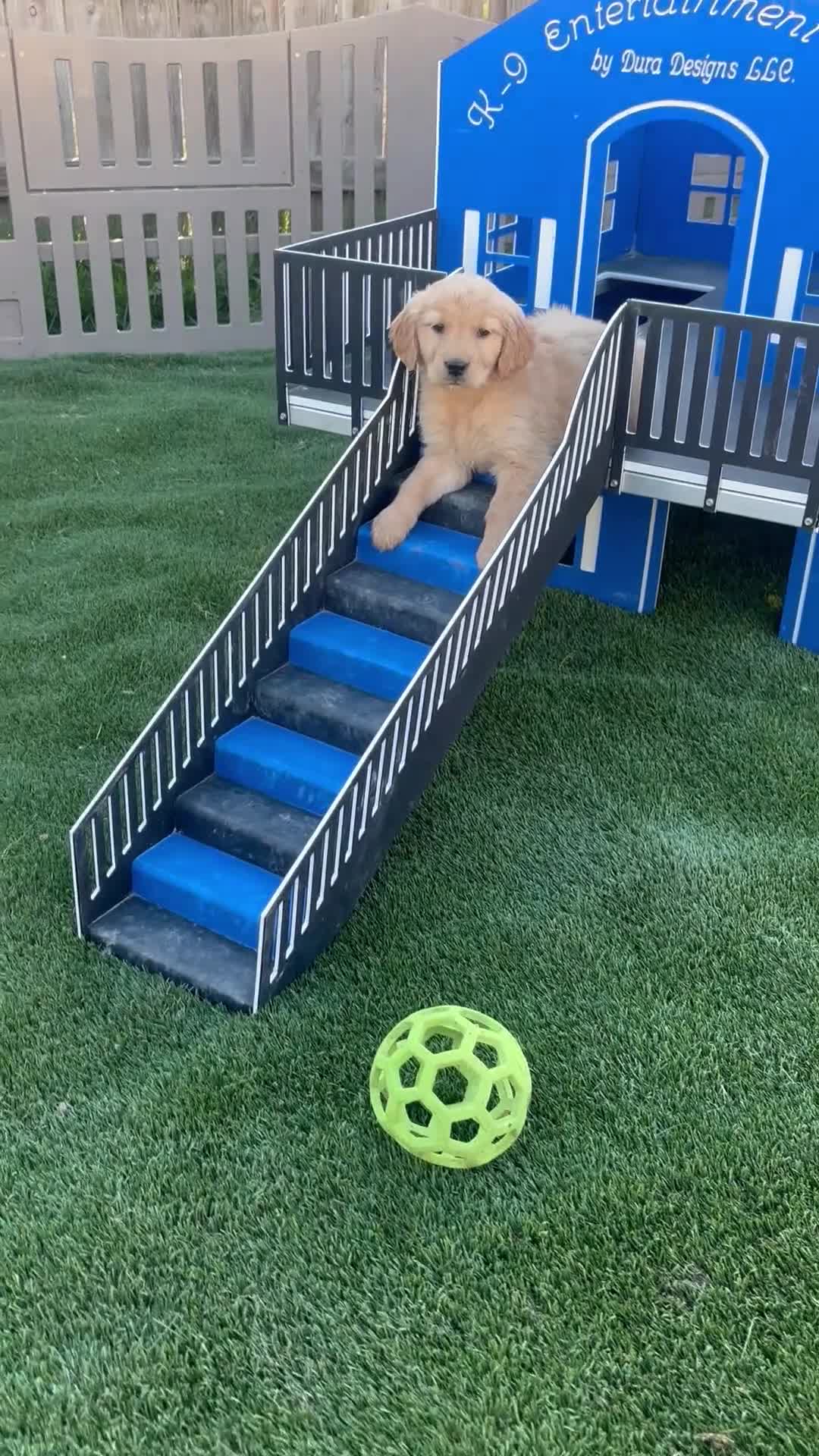 Golden Retriever dogs for sale: Nola - Video 1