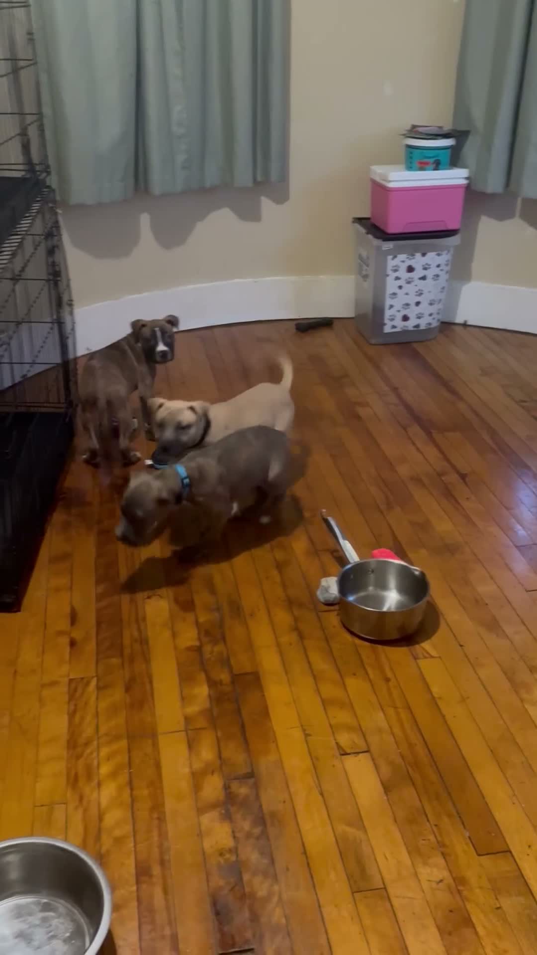 Mixed Breed dogs for sale: Mixed Breed 2 - Video 1