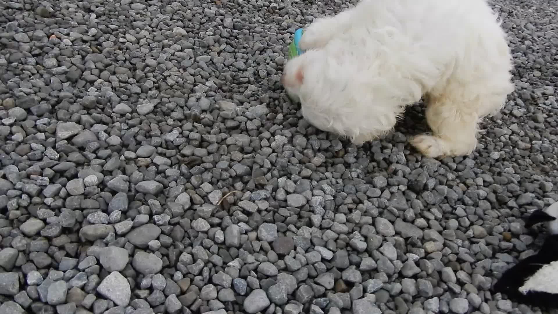Cockapoo dogs for sale: Amber - Video 1