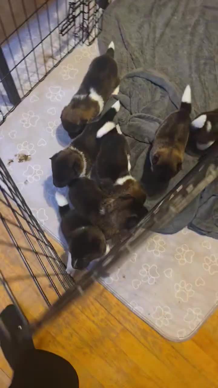 Akita dogs for sale: Akita 4 - Video 2