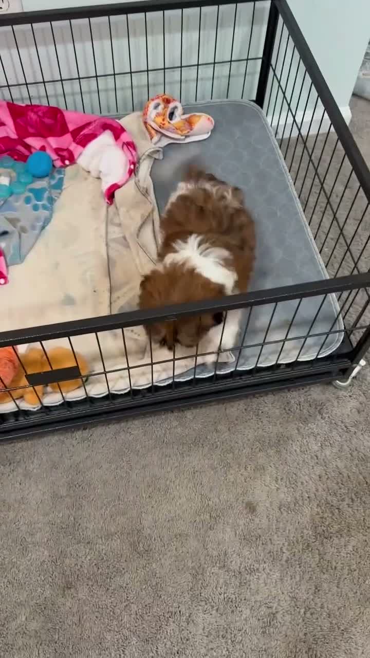 Shih Tzu dogs for sale: Jackie - Video 1