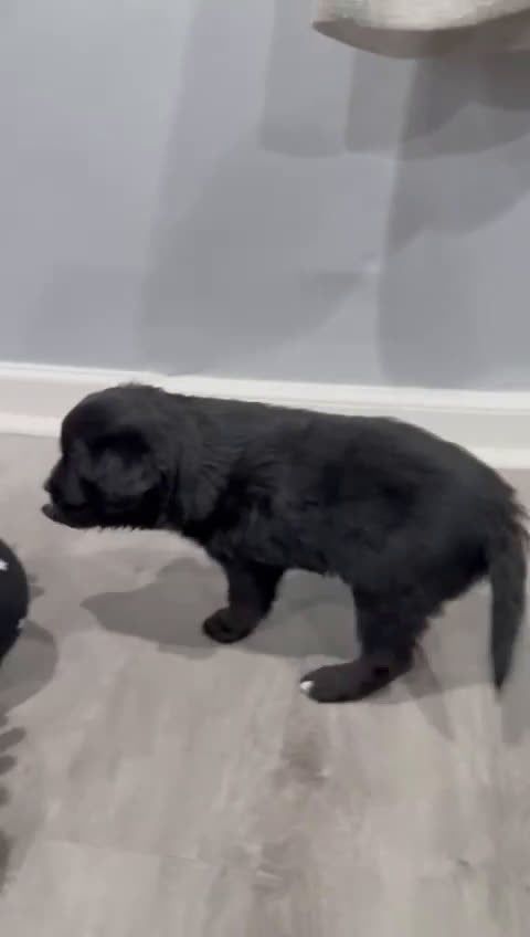 Mixed Breed dogs for sale: Wakanda - Video 1