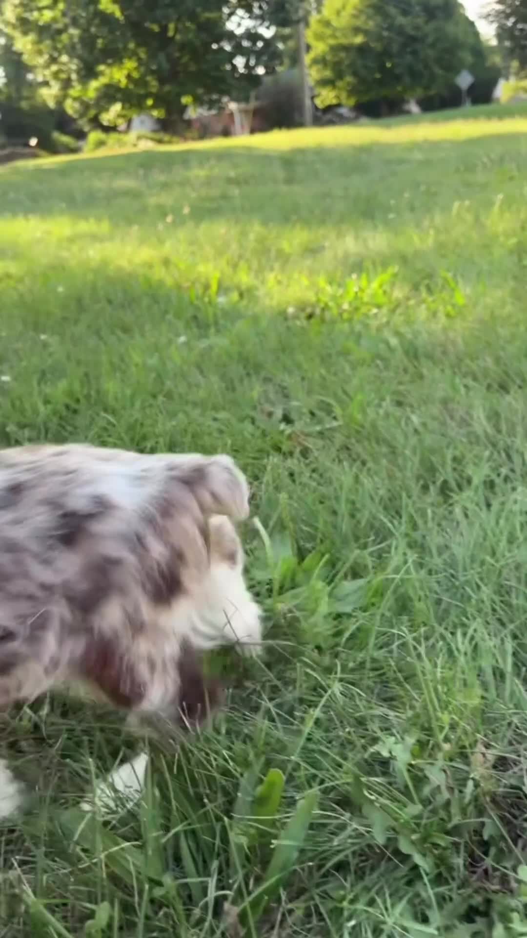 English Cocker Spaniel dogs for sale: English Cocker Spaniel 1 - Video 1
