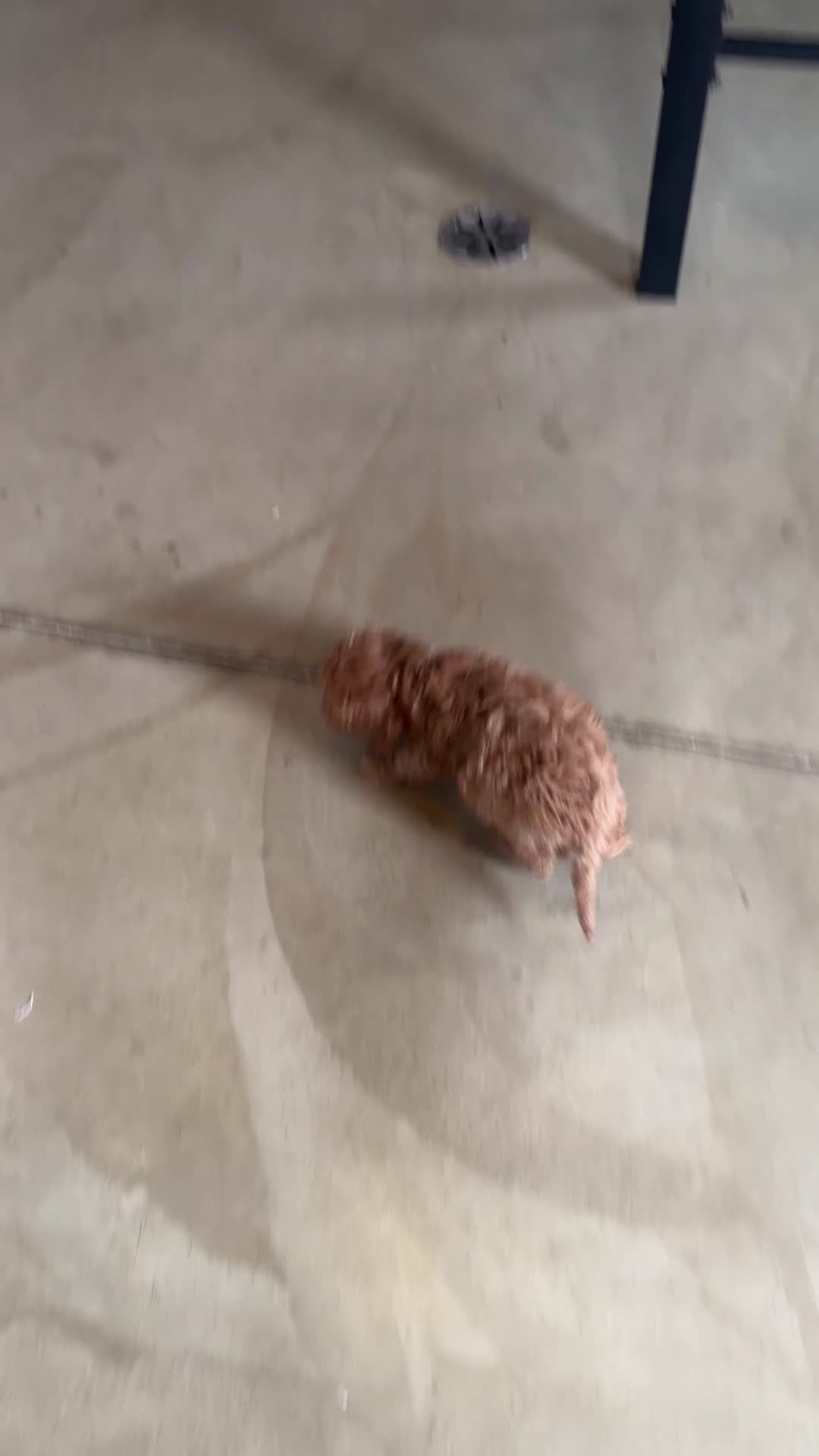 Cavapoo dogs for sale: Rufus - Video 2