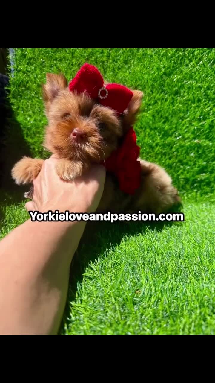 Yorkshire Terrier dogs for sale: Red chocolate Merle female  - Video 1