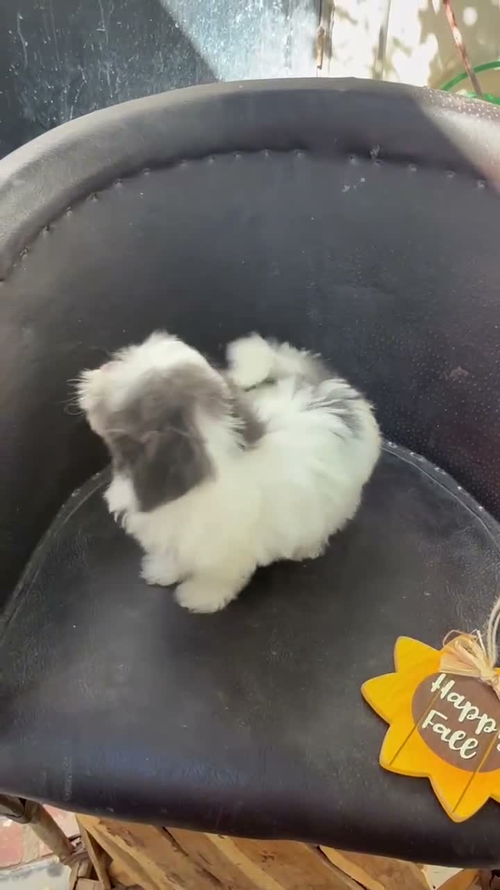 Shihpoo dogs for sale: Winston — The Adventurous Little Explorer - Video 3