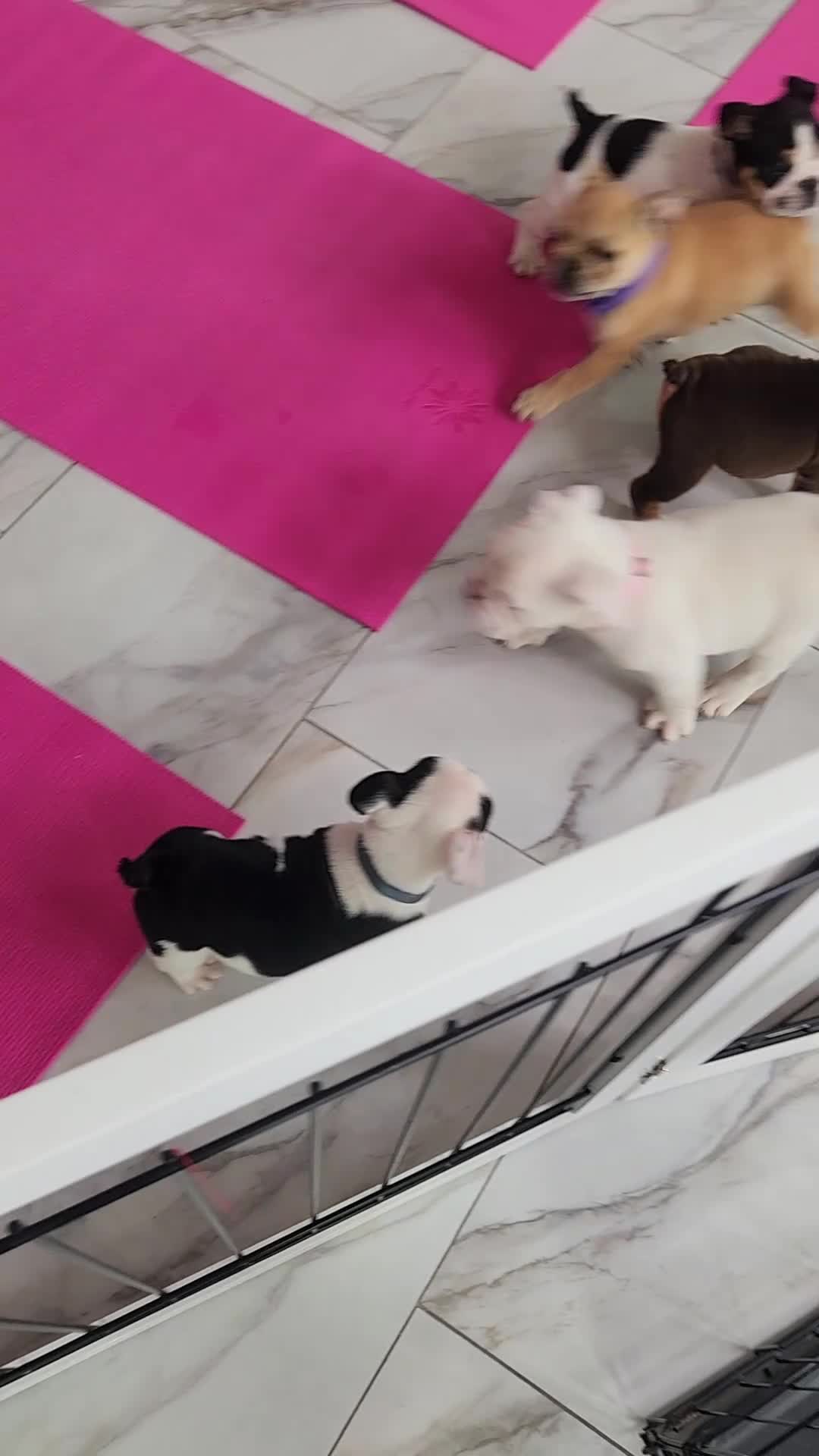 English Bulldog dogs for sale: Winter - Video 3