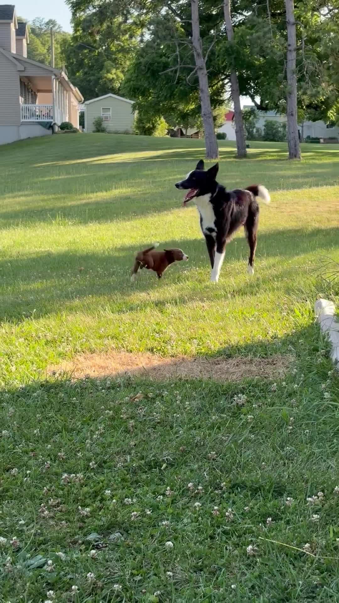 Mixed Breed dogs for sale: Mixed Breed Puppy 6 - Video 2