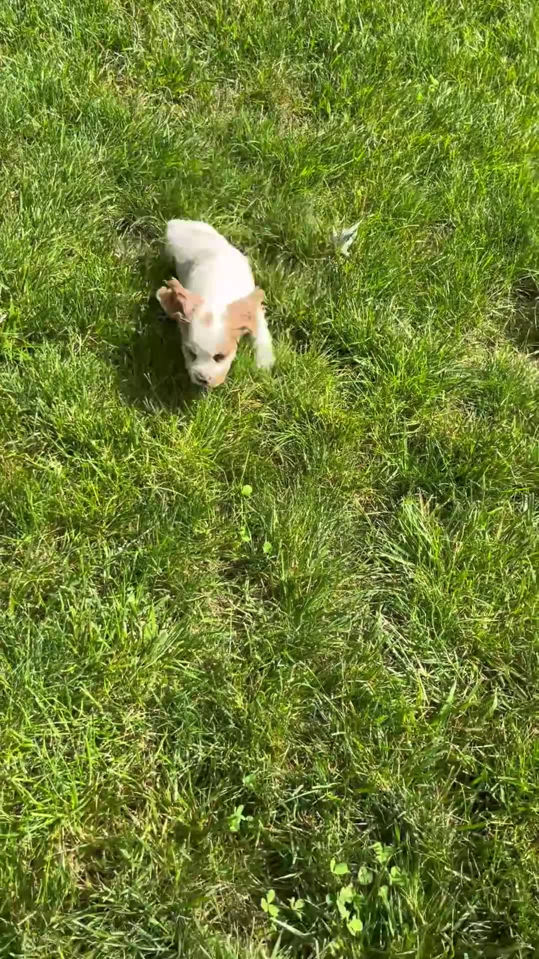 Cocker Spaniel dogs for sale: Ruger - Video 1