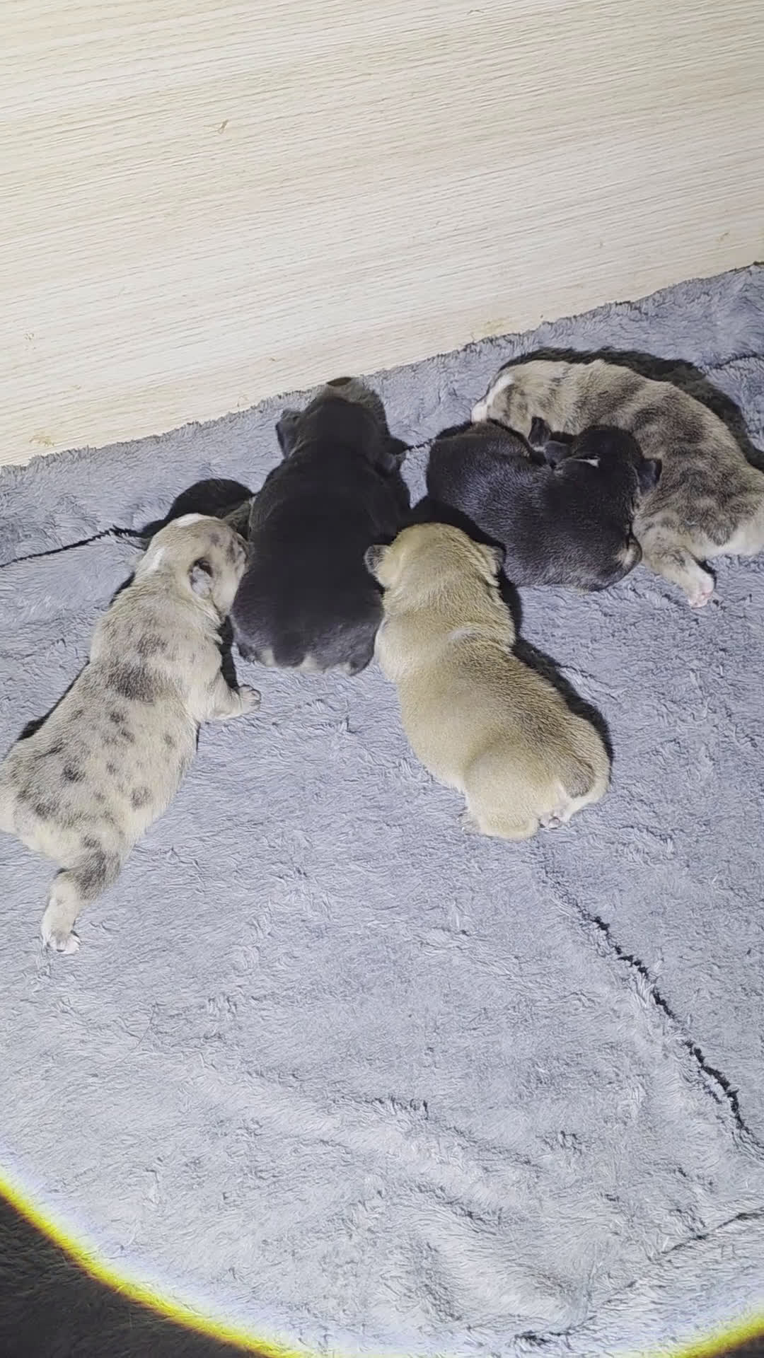 French Bulldog dogs for sale: French Bulldog Puppy 2 - Video 1