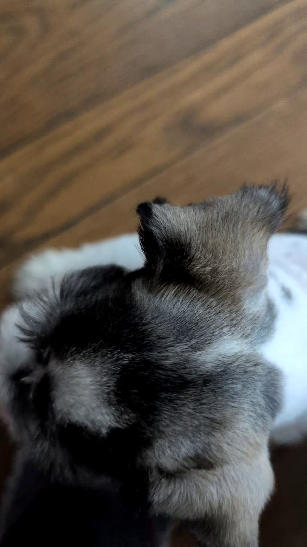 Miniature Schnauzer dogs for sale: Moby  - Video 1