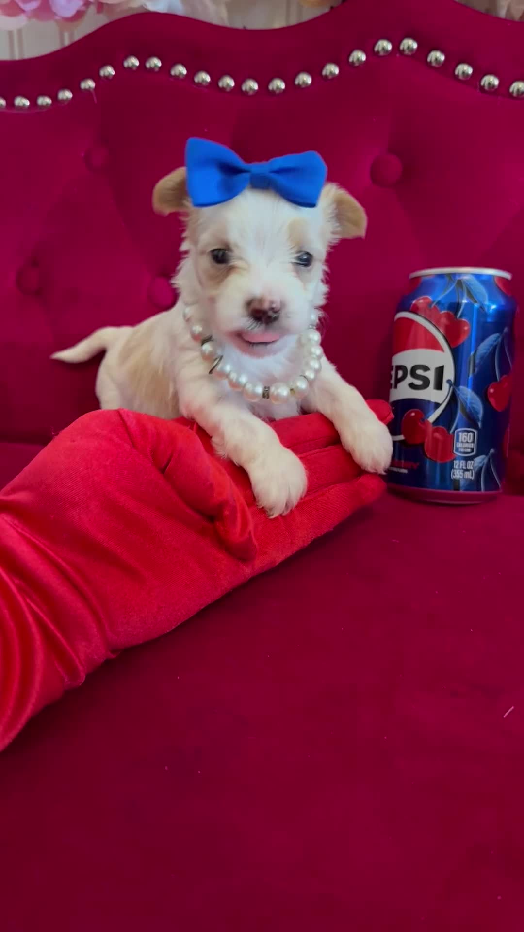 Yorkshire Terrier dogs for sale: Banana  - Video 1