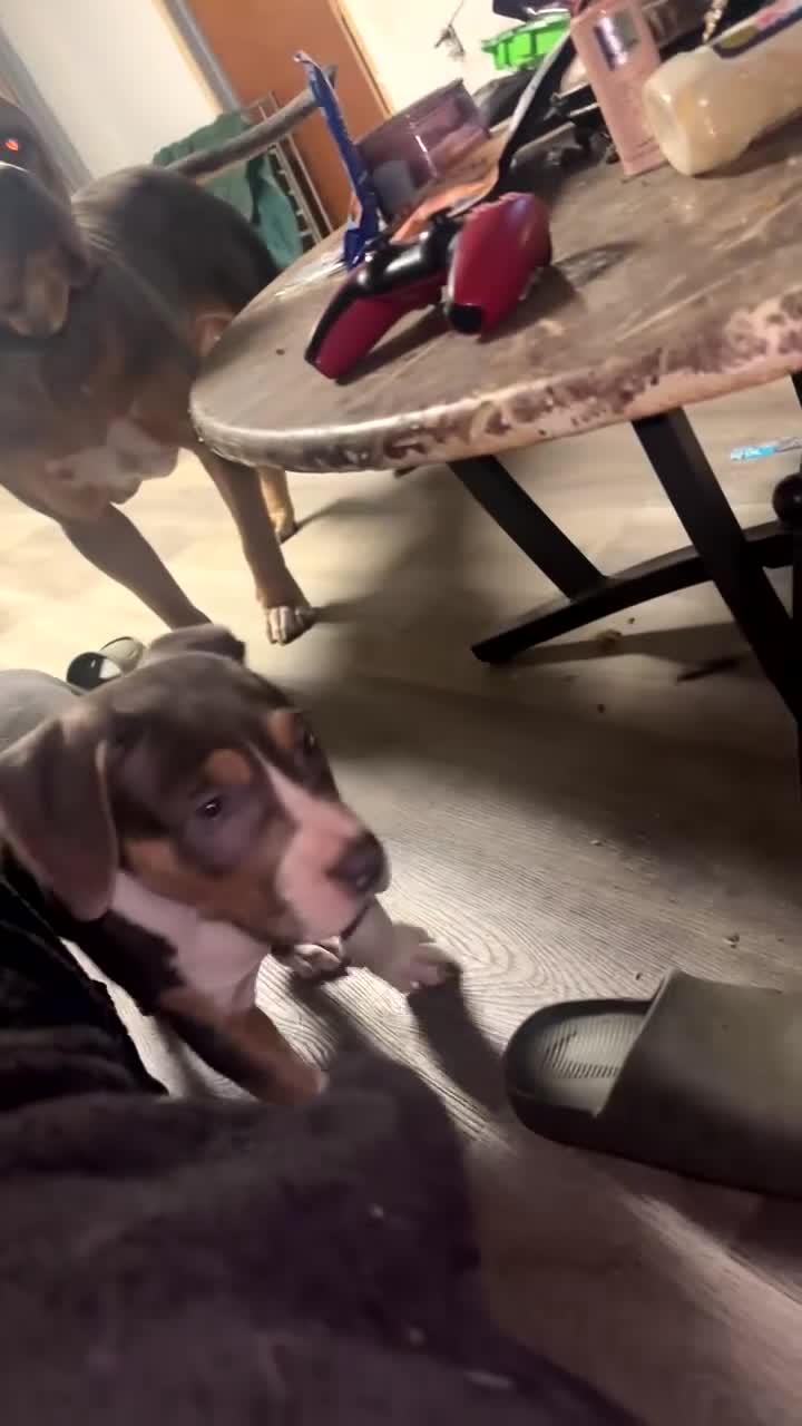 American Bully dogs for sale: American Bully Puppy 4 - Video 1