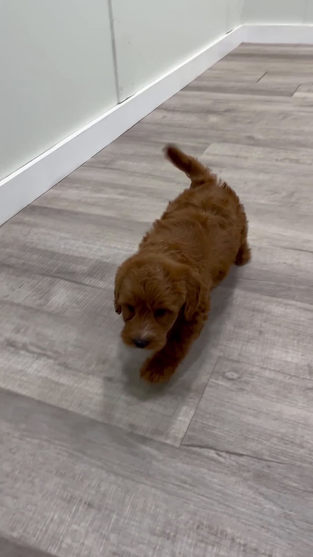 Labradoodle dogs for sale: Joker - Video 1