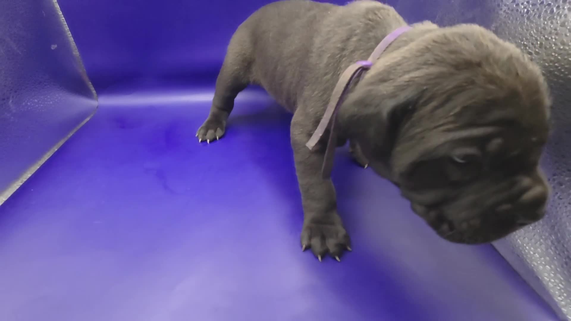 Mixed Breed dogs for sale: Purple - Video 1
