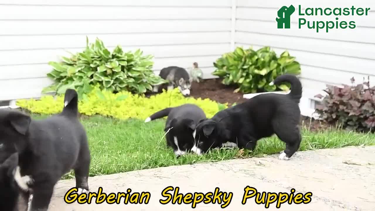Gerberian Shepsky dogs for sale: Frisky - Video 1