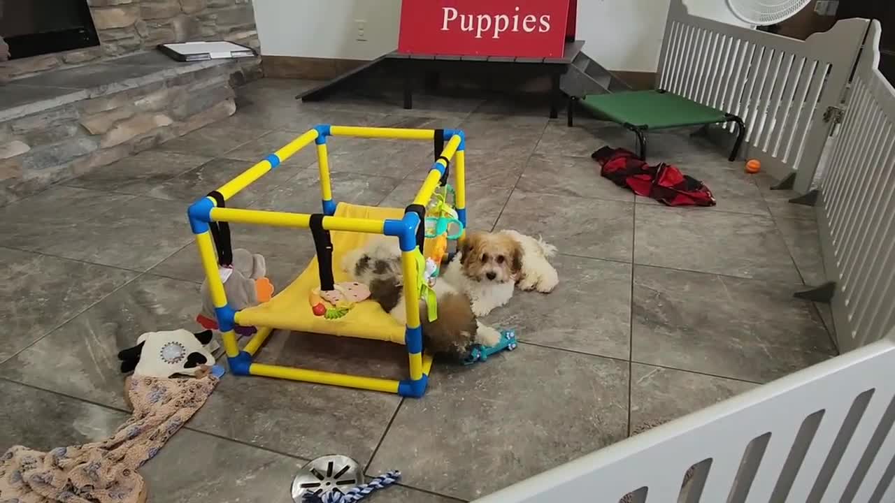 Havanese dogs for sale: DRAKE - Video 1