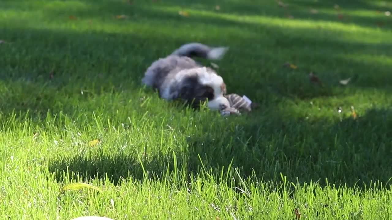 Mini Bernedoodle dogs for sale: Molly🎀 - Video 1