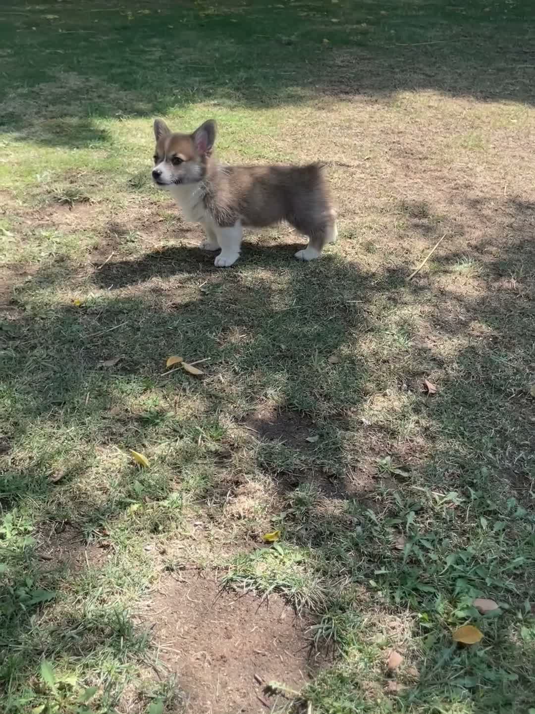 Welsh Corgi Pembroke dogs for sale: Welsh Corgi Pembroke  - Video 2