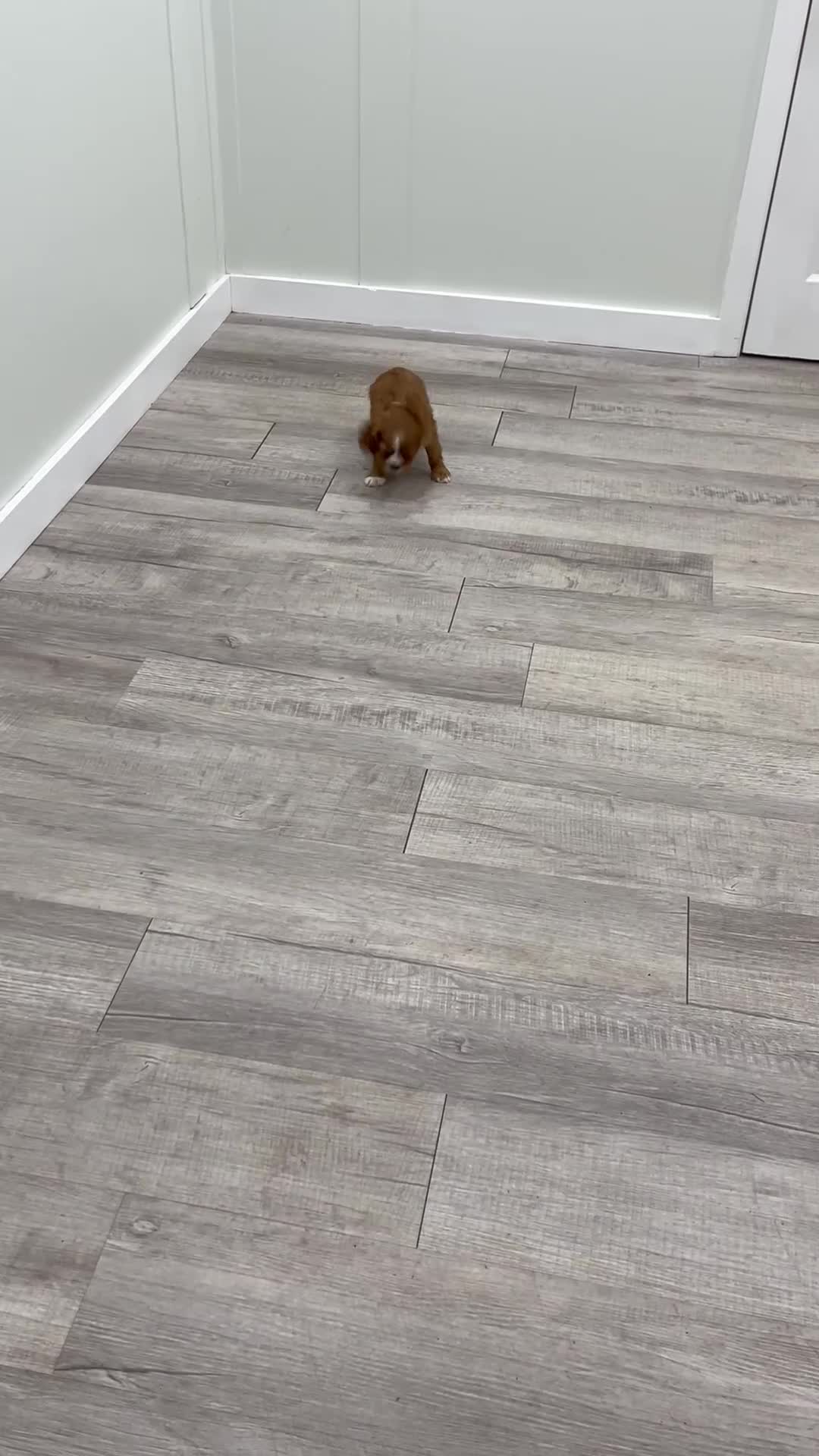 Cavalier King Charles Spaniel dogs for sale: Blaze - Video 1