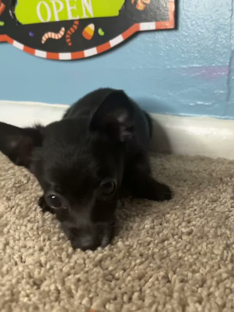 Chihuahua dogs for sale: 🩷MiniChihuahua 🩷 - Video 1