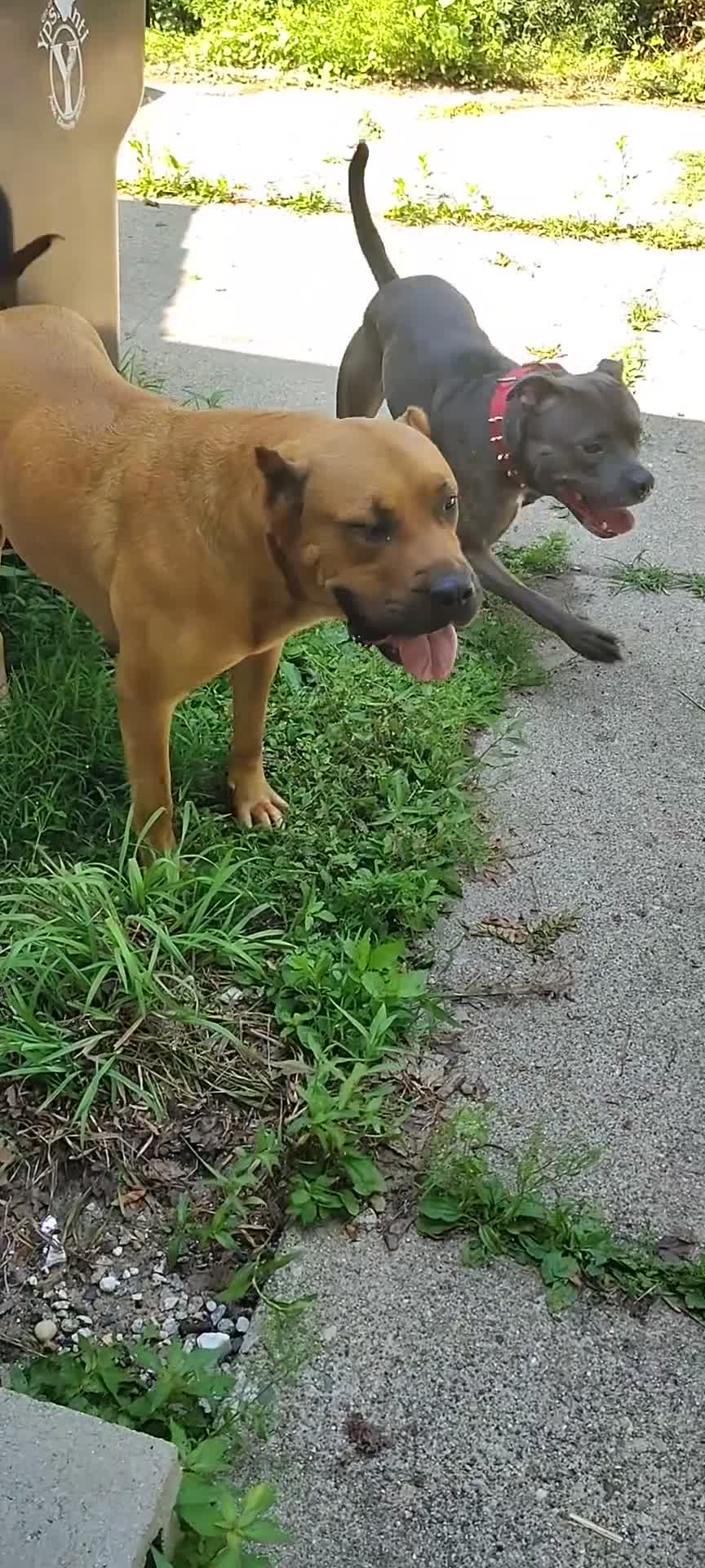 Mixed Breed dogs for sale: Mixed Breed 2 Bandog (Mustang) - Video 1
