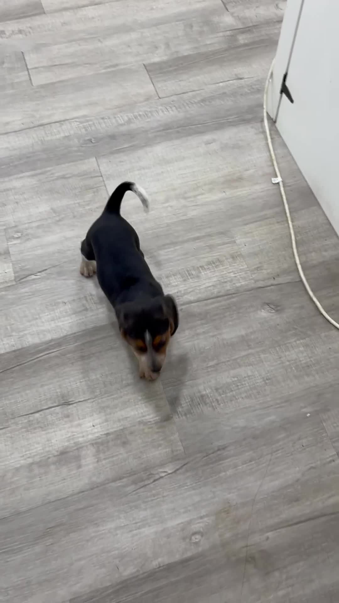 Beagle dogs for sale: Daisy - Video 1