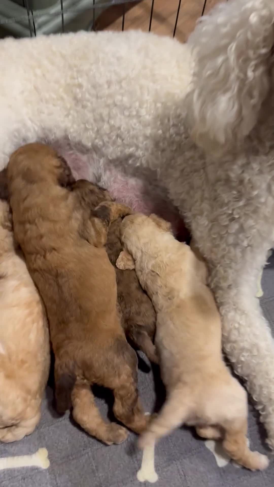 Standard Poodle dogs for sale: Silver Collar - Video 1